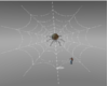Spiders Web 2Poses