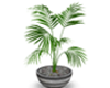 Outdoor Potted Palm