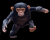 monkey avatar animated
