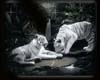 silver tiger  cuddle cha
