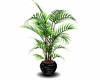  room palm in pot
