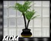 (M)~BadBoys~plants