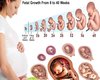 baby  chart