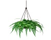 hanging plant 1