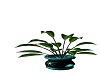 teal plant