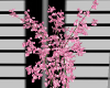 ~N~ Pink Flowering tree