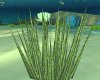 Ani Bottom Sea Grass