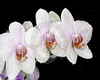 apart orchidée