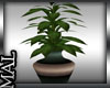 :M: Elegant Potted Plant