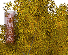 Golden Fall Tree
