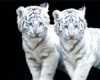 White tiger bar!!!