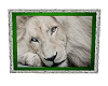 WHITE LIONS PIC FRAME 1
