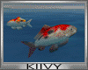 K| Koi Fish Swimming