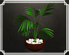 Boho Decorative Plant