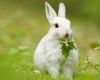 Cute White Rabbit