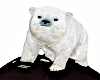 (F) Polar Bear Head Pet