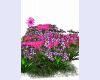 azalea flower bed