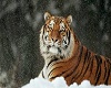 tiger pic 2