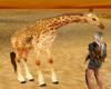 safari giraffe