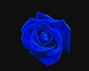 Blue Rose Dance Marker