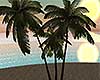 Sunshine Bay Palms