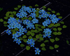 blue flowers