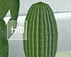 Cactus-5