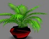 Green Plant in Red Vase