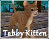 Tabby Kitten FV