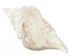 Ocean Conch Shell v2