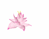 Water Flower