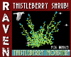 THISTLEBERRY SHRUB V1!
