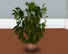 [JS] Plant n Ceramic Pot