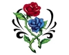 red and blue rose