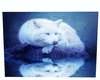 laying white wolf poster