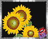 [LD]Sunflower♣Pot