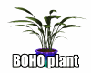 boho plant