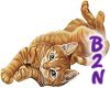B2N-Tabby Cat