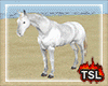 [T] White Horse Romance