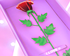 I love You Rose