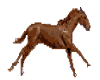 Horse Animated small