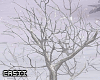Snow Tree