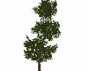 Tree Grend