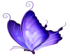 Butterfly-Blue-purple