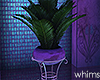 Rhapsody Palm Plant