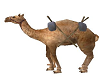 Camel animated Egypt