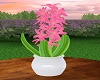 Pink Hyacinth Plant