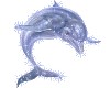 Dolphin Animated