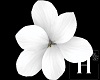 White hair flower