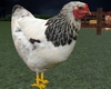 ! CHICKEN FARM ANIMAL